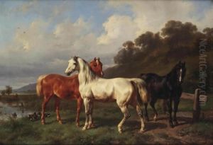 Three Horses In A Pasture