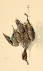 A Hanging Green Winged Teal A Hanging Green Winged Teal