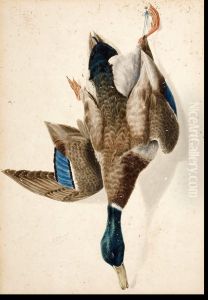 A Hanging Mallard Drake A Hanging Mallard Drake
