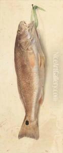 Nature Morte: Redfish Nature Morte: Redfish