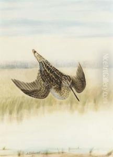 Snipe - view 1