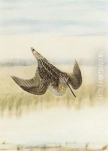 Snipe Snipe