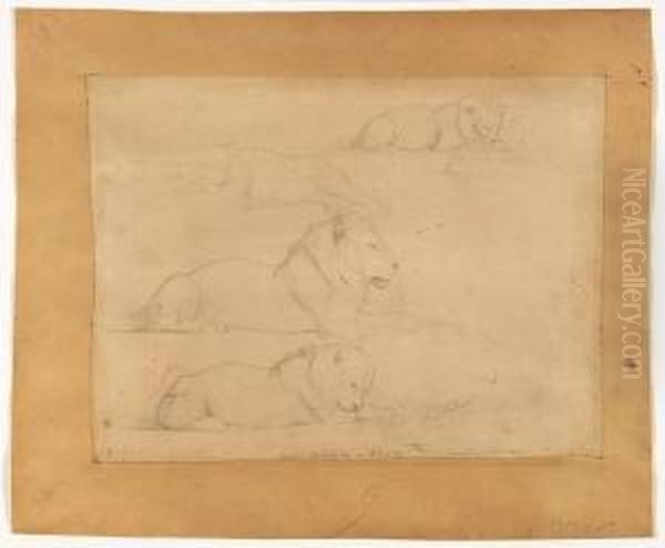 Quatre Etudes De Lions - view 1