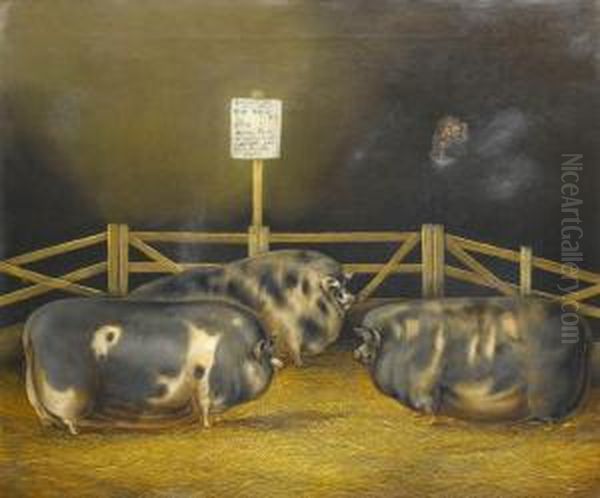 Three Prize Winning Pigs - view 1