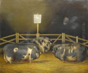 Three Prize Winning Pigs