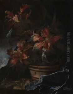 Pulcherrima (stelle Di Natale)