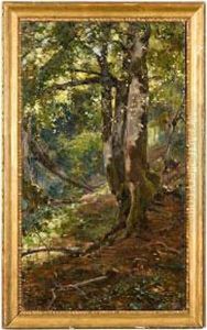 Bosco Al Mattino Bosco Al Mattino