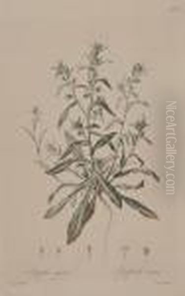 A Group Of 7 Botanical Prints - view 1