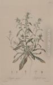 A Group Of 7 Botanical Prints by Gottfried Wilhelm Voelcker
