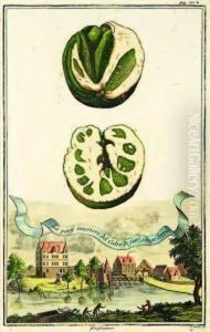 Study Of Citrus Fruit With A View Ofthe Village Of Gleishamer by Johann Christoph Volckamer