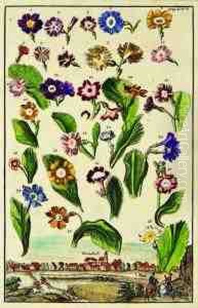 Study Of 26 Original Auricular Flowerswith A View Of The Dutch Village Of Grundlach - view 1