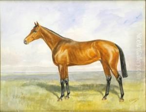 Cavallo Da Corsa