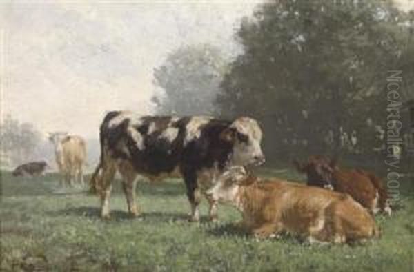 Cows Resting In The Pasture - view 1
