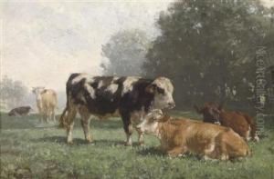 Cows Resting In The Pasture