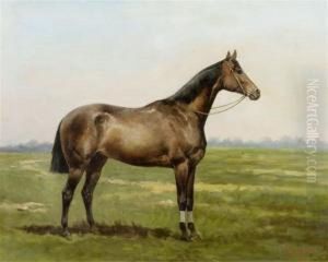 Horse In The Meadow