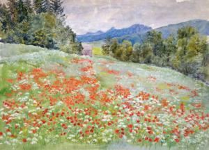 Sommerwiese Mit Klatschmohn