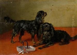 Black And Tan Cavalier King Charles Spaniels
