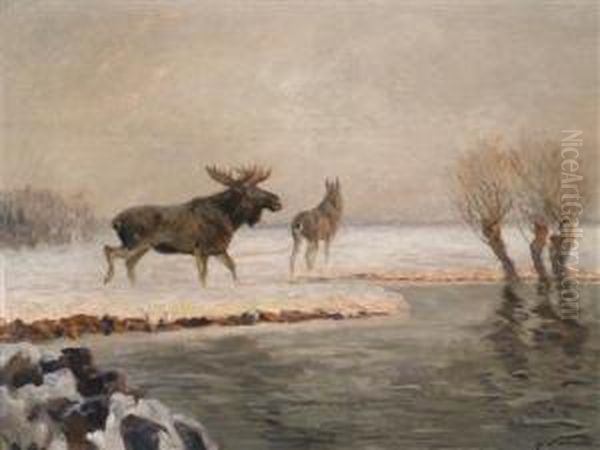 Elk In The Evening Light - view 1