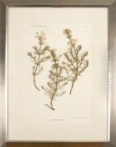 Dracocephalum Austriacum