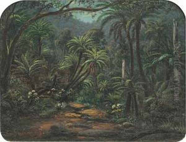 Ferntree Gully In The Dandenong Ranges - view 1