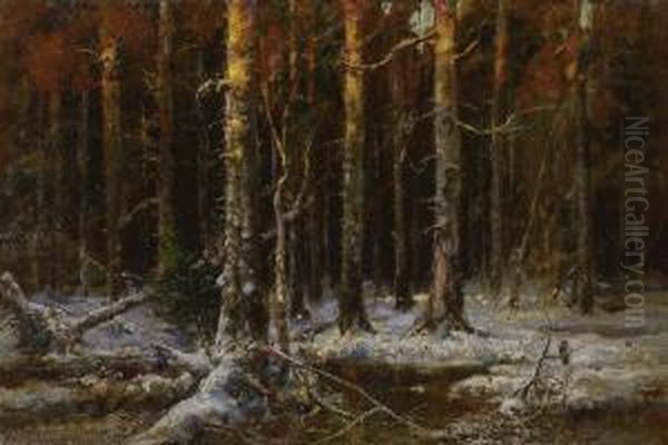 Forest In Winter - view 1