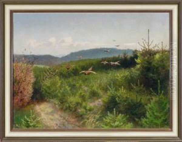 Fliegende Fasane In Hugeliger Nadelwaldlandschaft - view 1