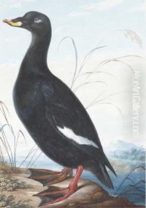 Un Canard De Profil A Gauche Dans Un Paysage Montagneux Pres D'une Riviere by Christian Von Mannlich