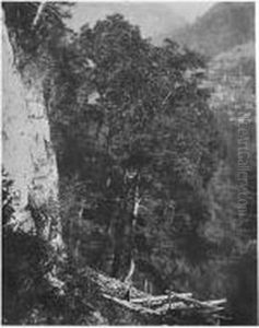 ````arbres (suisse)', Early 1850s ````arbres (suisse)', Early 1850s