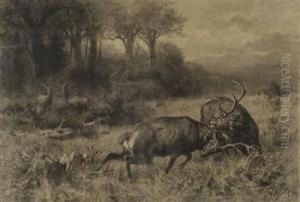 Zwei Kampfende Hirsche In Waldlichtung