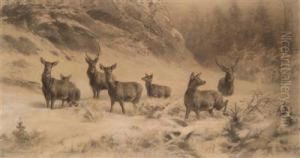 Rotwild In Winter by Franz Xavier Von Pausinger