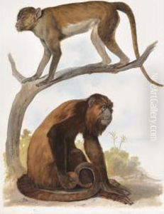 Un Orang-outang Et Un Macaque