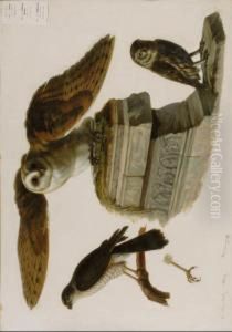 "oiseaux De Proie" by August Von Pelzeln