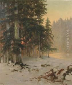 Fox In A Forest