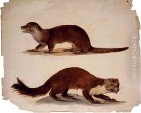 Study Of Two Weasels - view 1