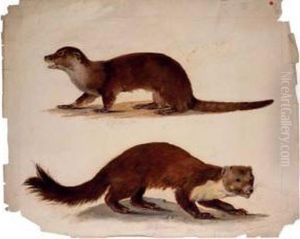 Study Of Two Weasels by August Von Pelzeln