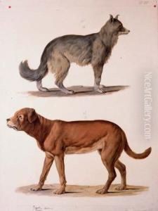 Studies Of Two Dogs by August Von Pelzeln