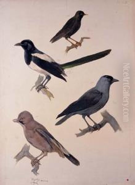 Study Of Birds - view 1