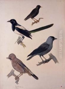 Study Of Birds by August Von Pelzeln