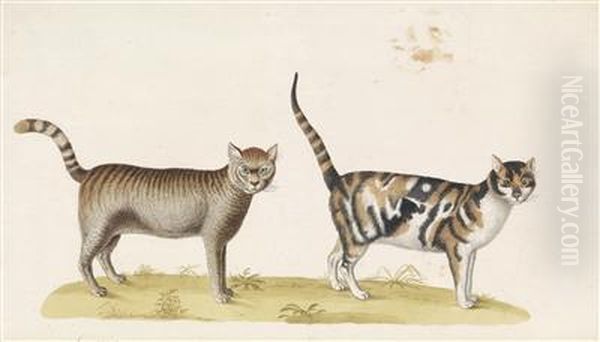 Wilde Katze - view 1