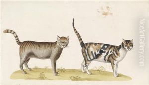 Wilde Katze by Franz Anton von Scheidel