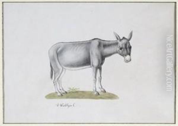 Mule - view 1