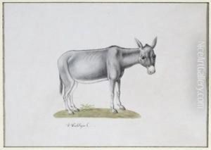 Mule by Franz Anton von Scheidel
