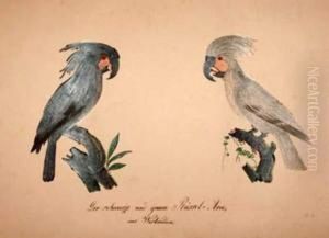 Two West
Indinan Parrots ... by Franz Anton von Scheidel