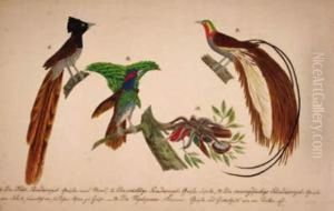 Selection Of Exotic And Domestic Birds And Flora by Franz Anton von Scheidel