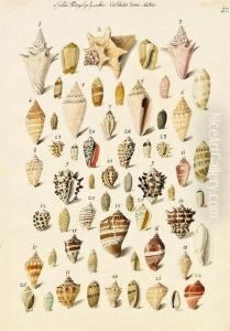 Halbe Flugelschnecken by Franz Anton von Scheidel