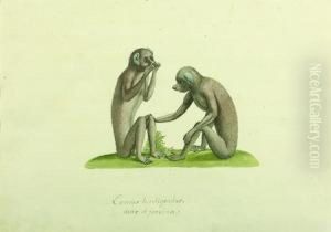 Lemur Tardigradus : Deux Singes by Franz Anton von Scheidel