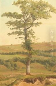 Baumstudie by Carl Von Schlicht