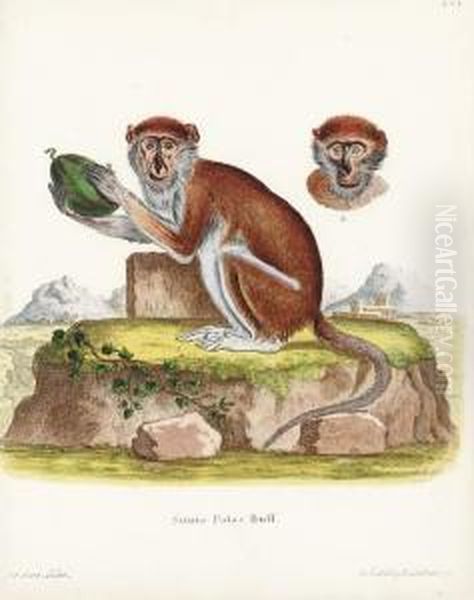 Die Saugthiere In Abbildungen Nach Der Natur Mit Beschreibungen:eight Plates - view 1