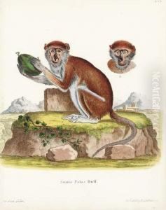 Die Saugthiere In Abbildungen Nach Der Natur Mit Beschreibungen:eight Plates by Johann Christian Daniel Von Schreber