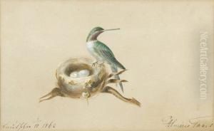 Kolibri Mit Nest. by Maria Von Thurn Und Taxis